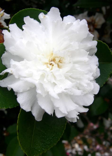 Seasonal Delight: October Magic Ivory Camellia